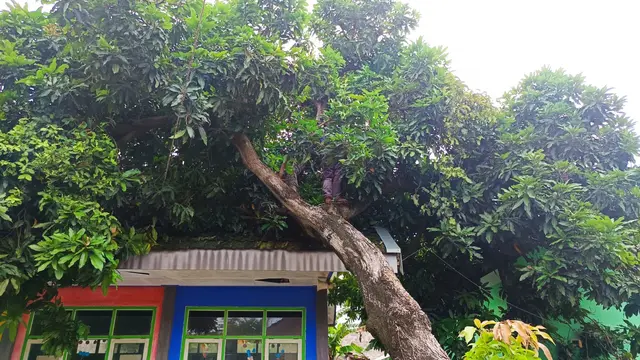 Pohon Tumbang Timpa Rumah di Situbondo.