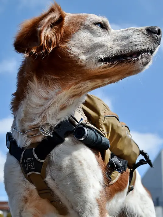 Gonta anjing penyelamat memakai ransel berisi live video feed dan GPS data saat berlatih dalam mencari korban di Fujimi, utara Tokyo (14/2/2016). (AFP PHOTO/Bapak KAZUHIRO Nogi)