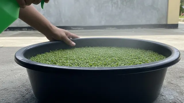 Pupuk Cair Azolla