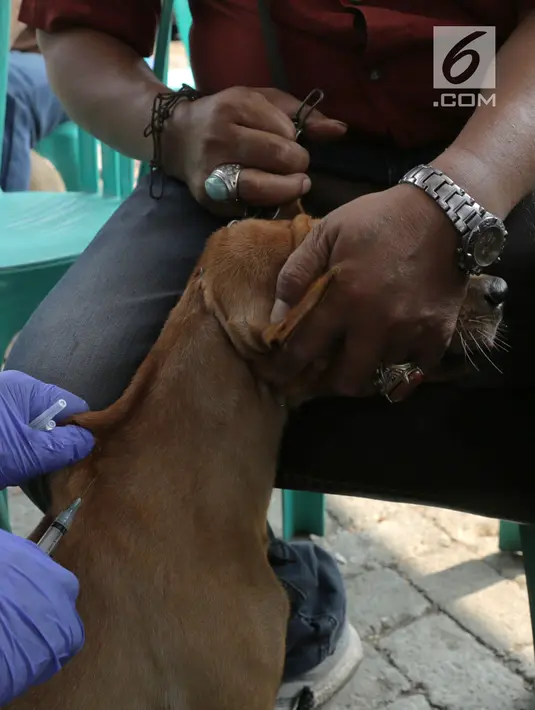 Petugas menyuntikkan vaksin rabies kepada anjing di perumahan Jakarta Timur, Rabu (3/10). Suku Dinas Ketahanan Pangan, Kelautan, dan Pertanian (KPKP) Jakarta Timur melakukan vaksin rabies gratis bagi hewan peliharaan warga. (Merdeka.com/Imam Buhori)