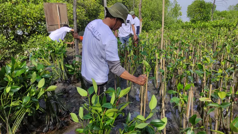 Gerakan Sejuta Pohon, Skincare Lokal ini Tanam 3000 Mangrove