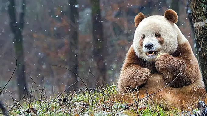 Photo: Copyright boredpanda.com