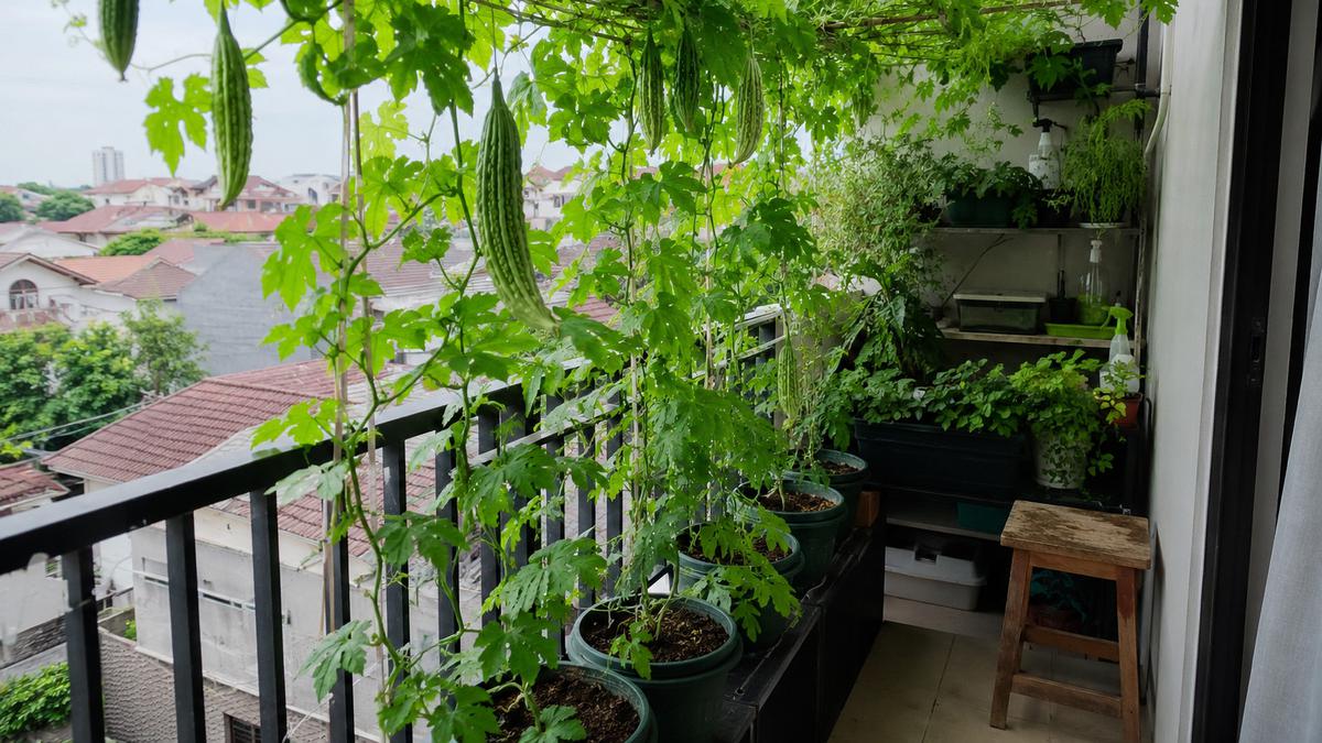7 Inspirasi Kebun Pare Mini di Balkon Rumah yang Produktif dan Hemat Tempat