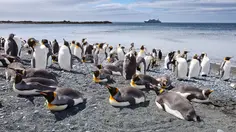 Ilmuwan Temukan Spesies Penguin Gentoo Baru Setelah Lebih dari 100 Tahun