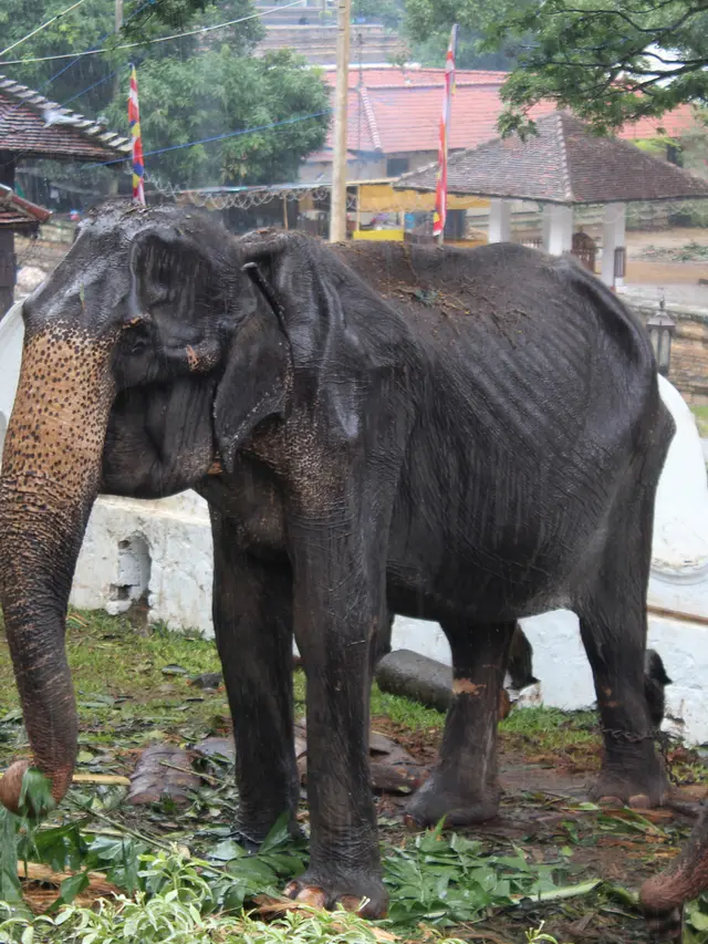 Viral di Medsos, Begini Kondisi Menyedihkan Gajah Kurus Tikiri