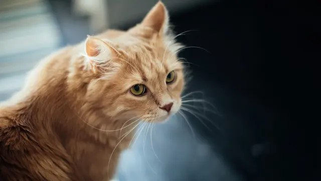 Jangan Langsung Dihukum, Ini Alasan Kucing Oren Sering Pipis di Tempat Tidur