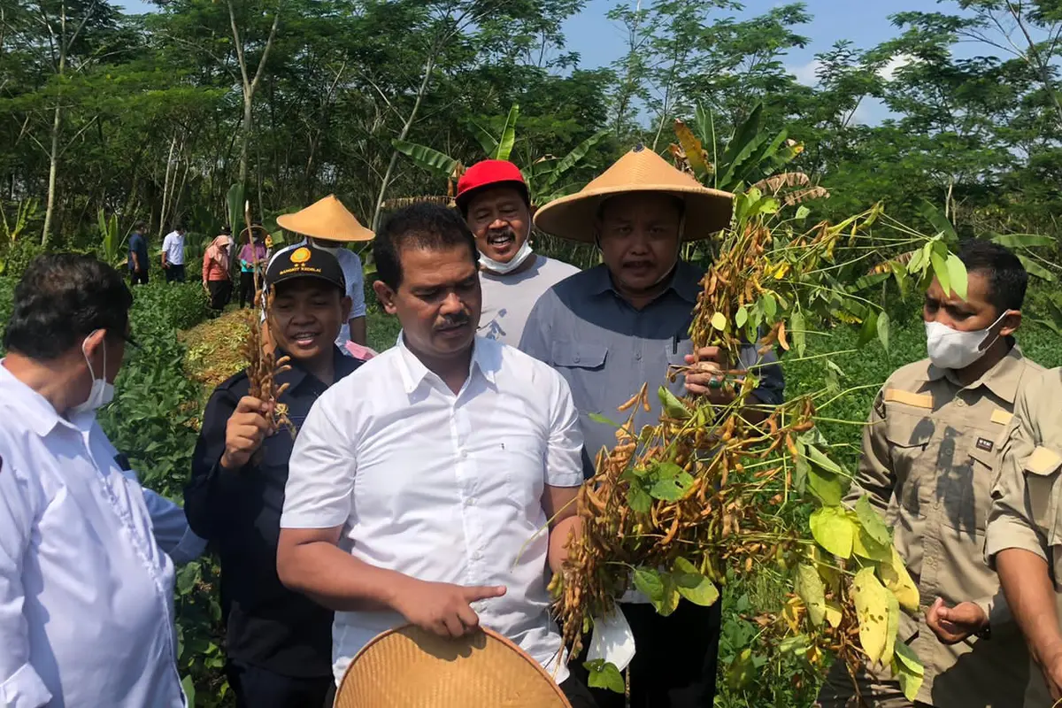 Kementan Lakukan Panen Kedelai di Sukoharjo dan Sosialisasi Pupuk Organik Hayati
