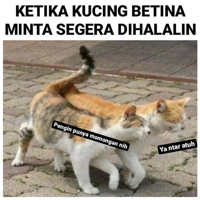 7 Meme Kucing Romantis Minta Dinikahi Ini Bikin Senyum Sendiri