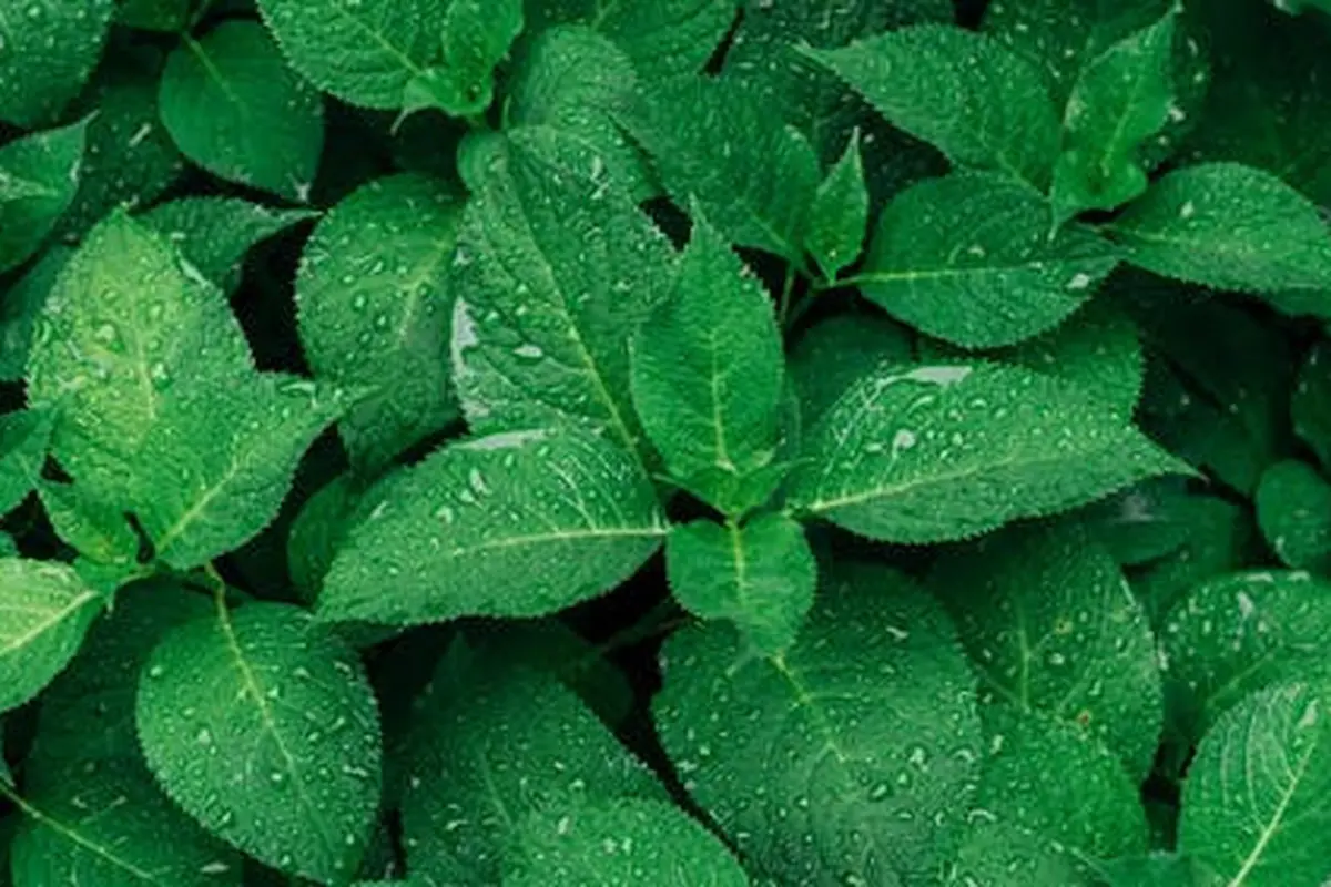 Daun Ketumbar