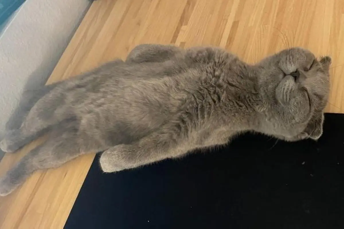 10 Gaya Nyeleneh Kucing Ini Bikin Geleng-Geleng Kepala