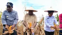 Panen Raya, Gubernur Papua Fakhiri Sebut Sektor Pertanian jadi Salah Satu Pilar Perekonomian