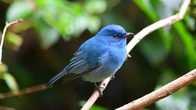 Arti Mimpi Mendapat Burung yang Bermakna Baik