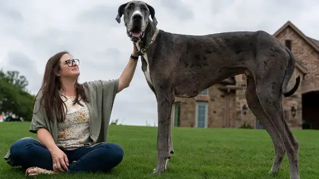 Zeus, anjing Great Dane Amerika berusia dua tahun berwarna abu-abu dan coklat dari Bedford, Texas, Amerika Serikat, telah dikonfirmasi Guinness World Records sebagai anjing jantan tertinggi yang hidup di dunia. (guinnessworldrecords.com)