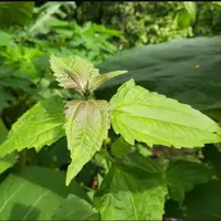 Daun Kopasanda