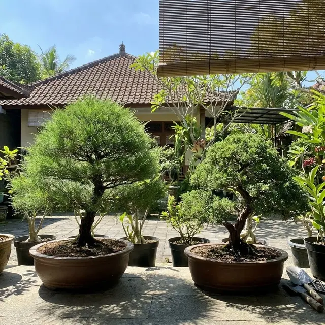 Cara Merawat Bonsai Cemara