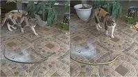 Viral video reaksi bingung kucing melihat ular berguling-guling. (Sumber: TikTok/@yudhs___)