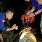 Evakuasi buaya mati di Kabupaten Pelalawan oleh BBKSDA Riau. (Liputan6.com/M Syukur)