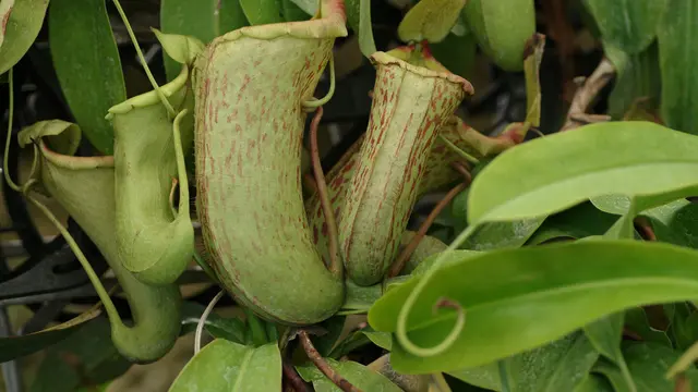 Tanaman Villose Pitcher Plant (Nepenthes villosa)