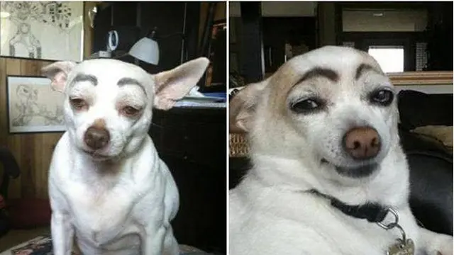 8 Potret Anjing Pakai Makeup Seperti Alis Ini Bikin Ekspresinya Kocak