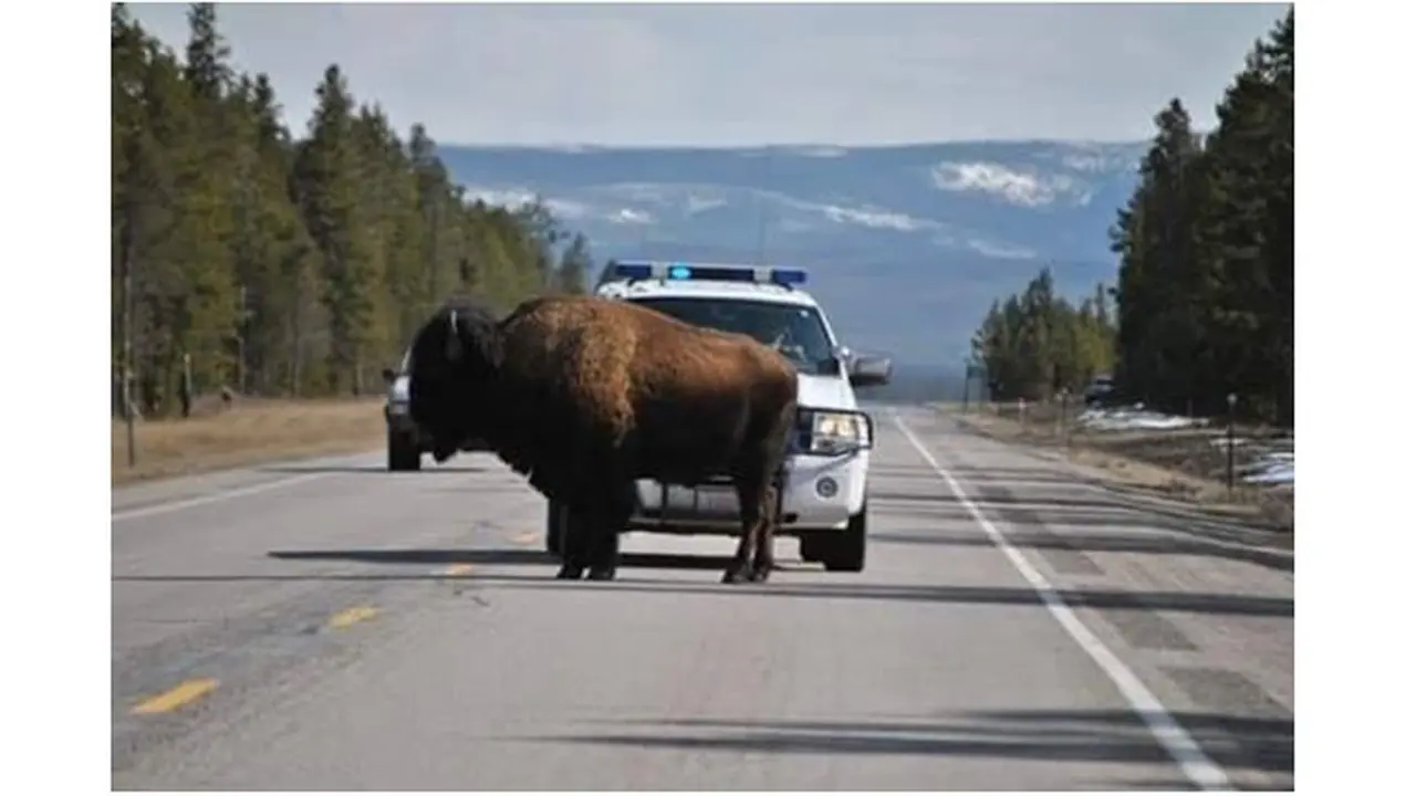 Polisi di Montana mengusir bison