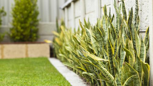 Lidah Mertua, Atasi Keseleo Hingga Gigitan Binatang Berbisa