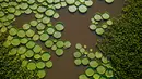 Tanaman Victoria Cruziana tumbuh yang di atas air sungai Salado di Piquete Cue, Paraguay (7/1). Daun dari tanaman ini dapat tumbuh hingga 2 meter. (AP Photo/Jorge Saenz)