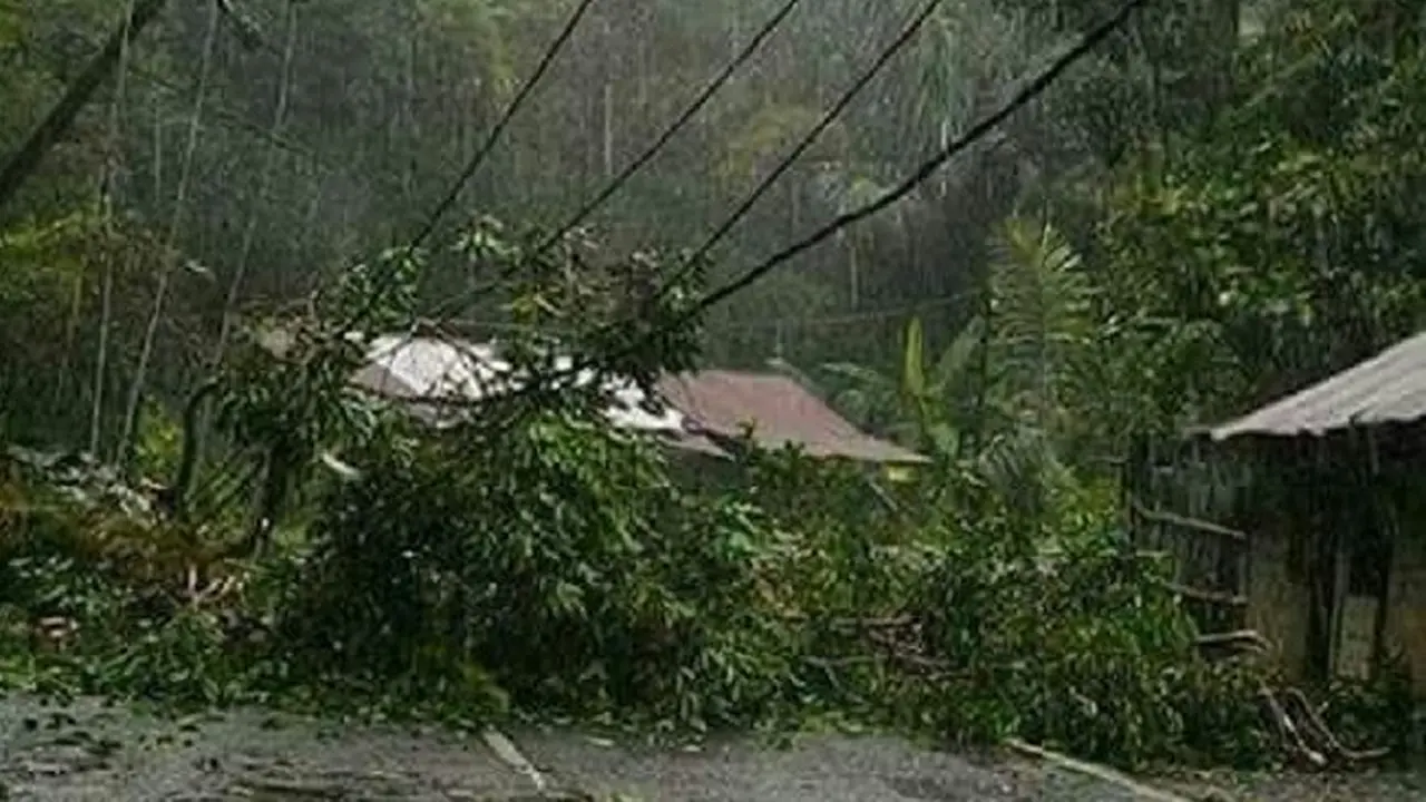 Ratusan Pohon Tumbang Bikin Listrik Padam di Manado