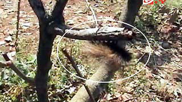 Warga Khawatirkan Serangan Ulat Bulu Raksasa News Liputan6 Com