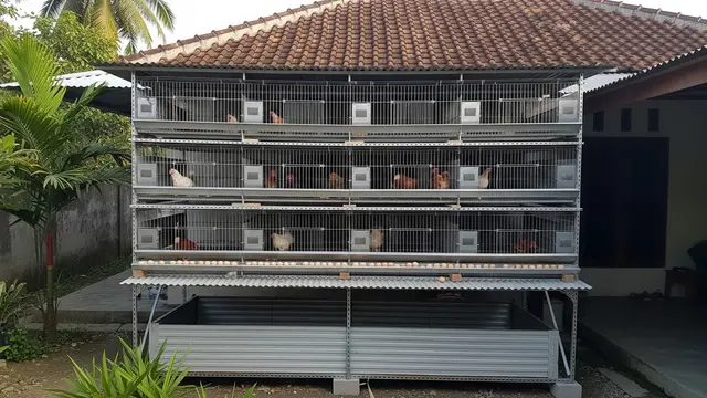 Kandang Ayam dari Besi Siku Lubang Model Baterai Bertingkat