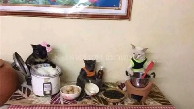 Kelakuan Kucing Lakukan Pekerjaan Rumah Ini Bak Manusia, Bikin Geleng Kepala