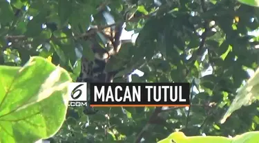 Seekor macan tutul tiba-tiba masuk ke wilayah permukiman di Tasikmalaya Jawa Barat. Hewan buas tersebut lalu diburu warga setempat.