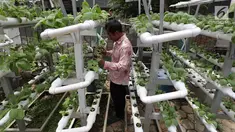 Warga melakukan perawatan tanaman hidroponik di kawasan Mangga Besar, Jakarta, Selasa (13/11). Warga sekitar memanfaatkan lahan alternatif untuk bercocok tanam sayur mayur. (Liputan6.com/Johan Tallo)