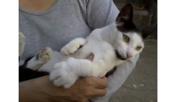 10 Potret Kucing Setelah Disengat Lebah Ini Bikin Kasihan