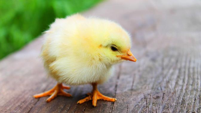 Mau Pelihara Ayam Di Rumah Begini Caranya Properti