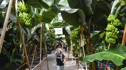 Wisatawan mengunjungi rumah kaca buah-buahan tropis di Wanchang, Wilayah Yongji, di Kota Jilin, Provinsi Jilin, China (12/8/2020). Guna mewujudkan optimisasi struktur pertanian, Wilayah Yongji telah mendorong petani lokal untuk menanam buah-buahan tropis seperti pepaya dan pisang. (Xinhua/Xu Chang)