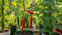 10 Ide Kebun Kombinasi Tanaman Kacang dan Cabai dalam Ember Bekas, Inovatif
