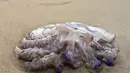 Lima spesimen ubur-ubur api  yang berbahaya ini telah ditemukan di pantai tersebut sejauh musim panas ini.(AFP/Jose Jordan)