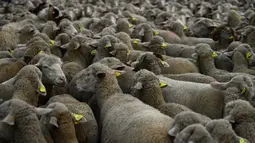 Sekelompok domba digembalakan melewati pusat kota Madrid, Spanyol, Minggu (22/10). Ribuan domba yang digiring pemiliknya melintasi kota dari kawasan pegunungan di utara menuju kawasan yang lebih hangat di bagian selatan. (PIERRE-PHILIPPE MARCOU/AFP)