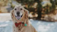 Golden Retriever. (Photo: Jenny Marvin/Unsplash)