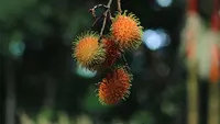 Pohon Rambutan Jarang Ditemui? 3 Faktor yang Penting Diketahui