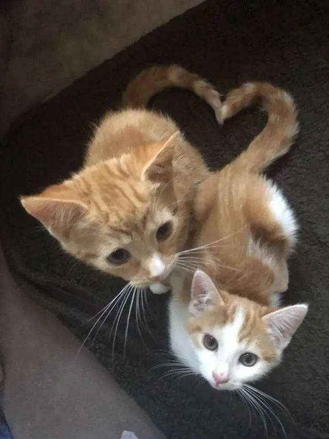 6 Potret 2 Kucing Beraksi Bentuk Love Ini Gemas, Momen Pengambilan Foto Tepat