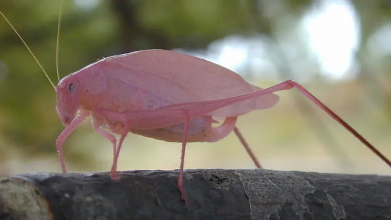 Pink in nature (8)