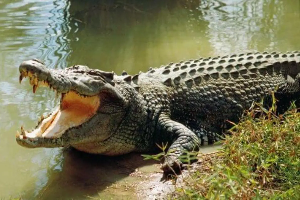 Ilustrasi Buaya foto:Istimewa (Arfandi Ibrahim/Liputan6.com)