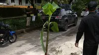 Warga menanam pohon pisang di jalan penghubung Bogor-Depok karena tak kunjung diperbaiki. (Liputan6.com/Achmad Sudarno)