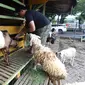 Pedagang merawat kambing di kios hewan ternak kawasan Buaran, Jakarta Timur, Jumat, (10/6/2022). Wabah Penyakit Mulut dan Kuku (PMK) hewan menyebabkan tutupnya sejumlah pasar hewan sehingga pedagang sulit mendapatkan kambing di pasar. (Liputan6.com/Johan Tallo)
