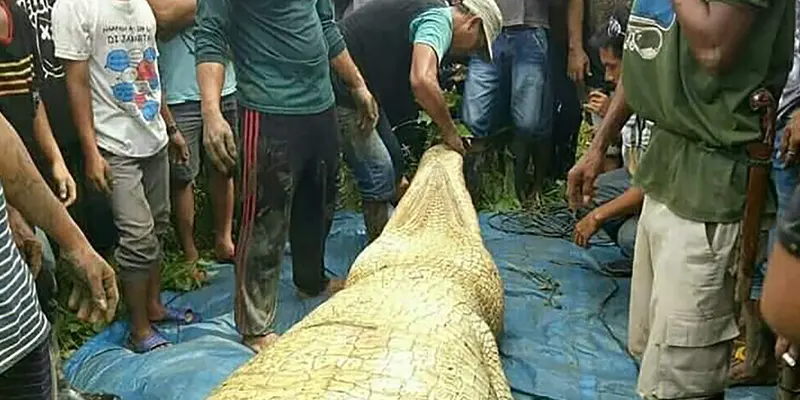 Buaya Berisi Potongan Tubuh Manusia di Kaltim