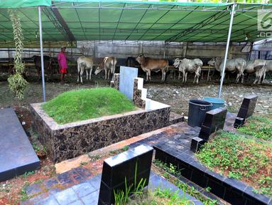 Pedagang memberikan makan pada hewan kurban yang dijajakannya di TPU Tanah Kusir, Jakarta, Senin (21/8). Pedagang hewan kurban memanfaatkan lahan di areal makam untuk menjual sapi menjelang Hari Raya Idul Adha. (Liputan6.com/Johan Tallo)