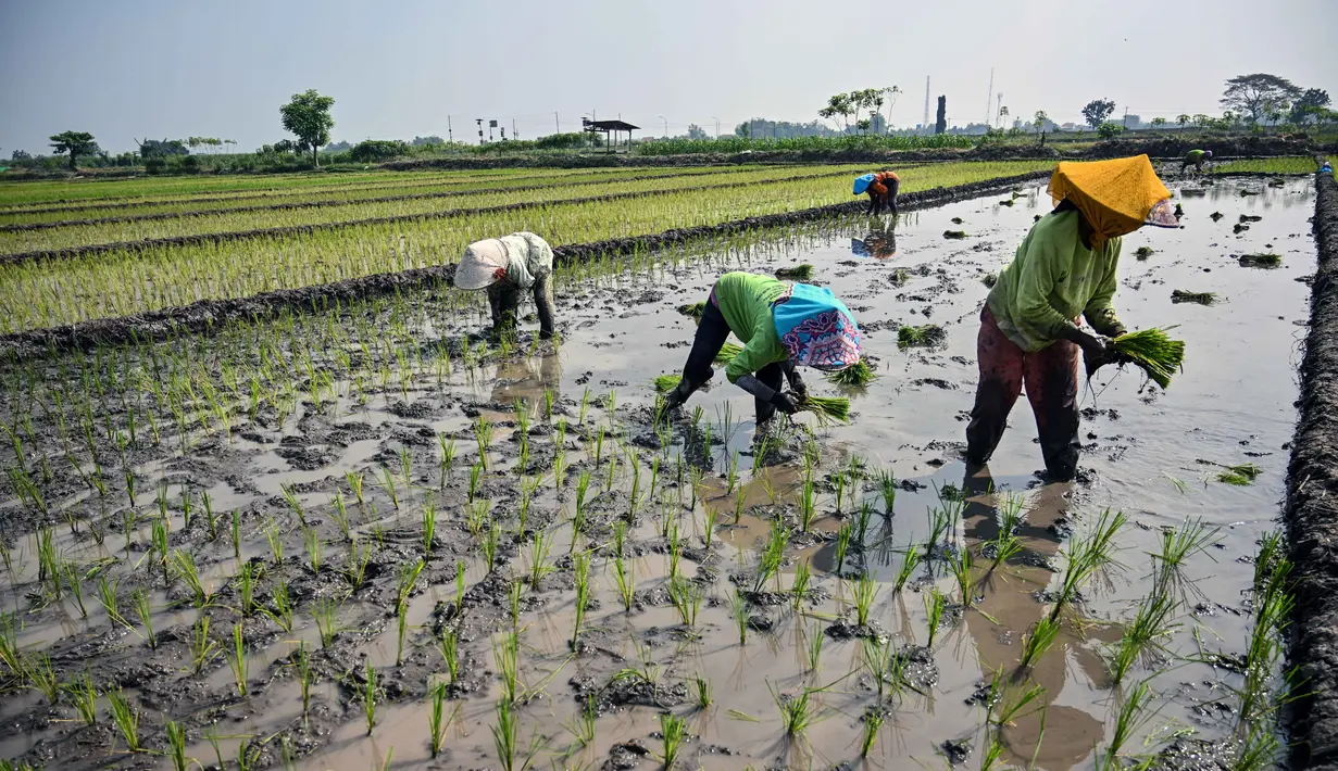Petani menanam bibit padi di Sidoarjo, Jawa Timur, Rabu 3 Juni 2026. (JUNI KRISWANTO/AFP)