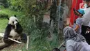 Pengunjung menyaksikan giant panda di Istana Panda Taman Safari Indonesia, Cisarua, Kabupaten Bogor, Jawa Barat, Sabtu (26/9/2020). Kunjungan wisatawan ke kawasan wisata Puncak dan sekitarnya turun 40-50 persen akibat terdampak pandemi COVID-19 dan PSBB DKI Jakarta. (merdeka.com/Arie Basuki)
