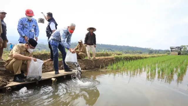Gubernur Jawa Tengah meninjau sentra budidaya mina padi di Panembangan, Banyumas. (Foto: Liputan6.com/Humas Pemkab Banyumas)